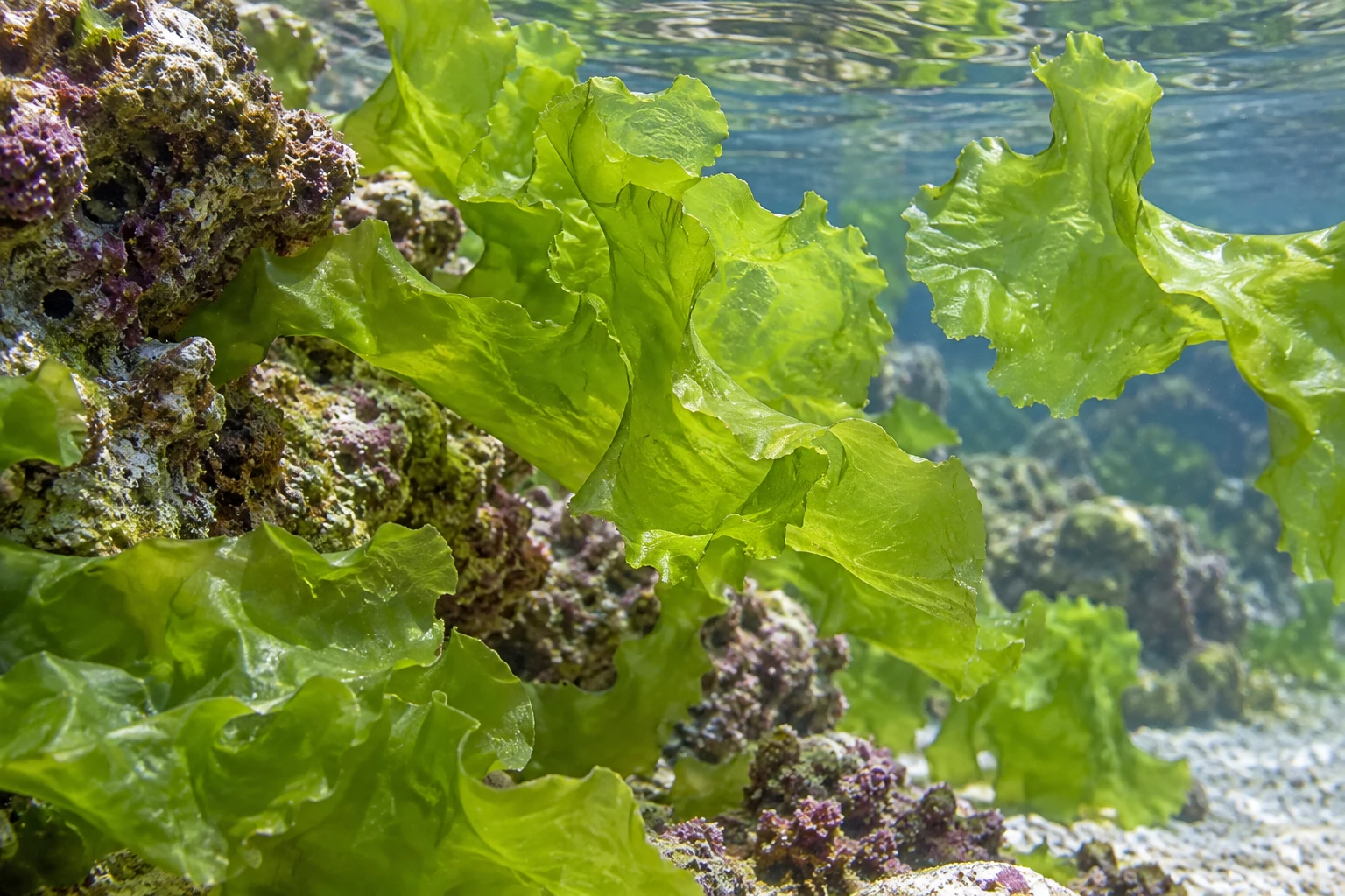 Тонкие полупрозрачные зелёные пластины морской ульвы