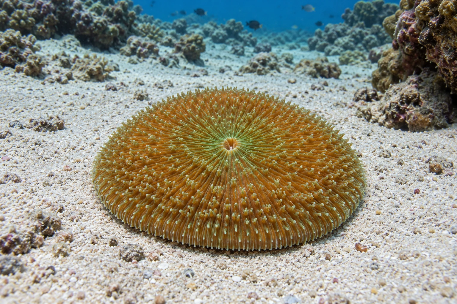 Одиночный живой дисковый коралл на свободном участке морского песка