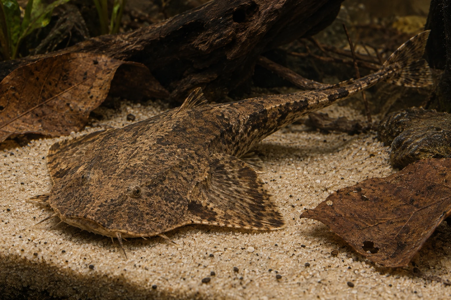 Сом-банжо Bunocephalus coracoideus с широкой пятнистой головой лежит на мягком песке у листьев