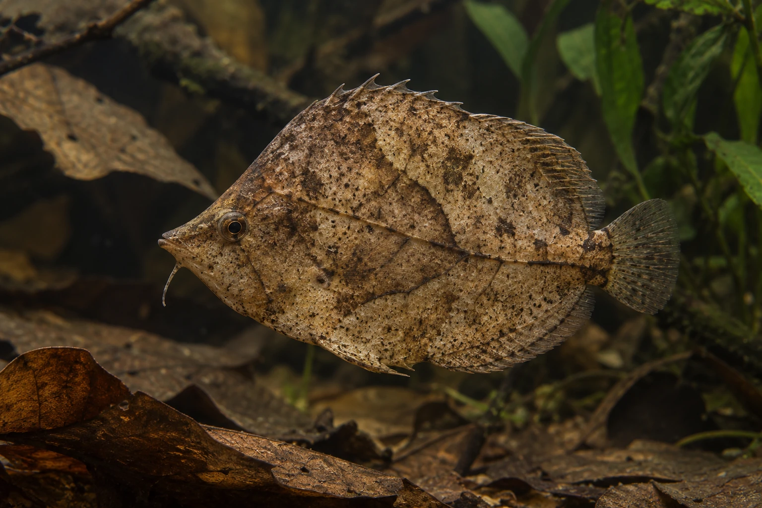 Амазонская рыба-лист Monocirrhus polyacanthus с коричневым листоподобным рисунком и тонким подбородочным выростом
