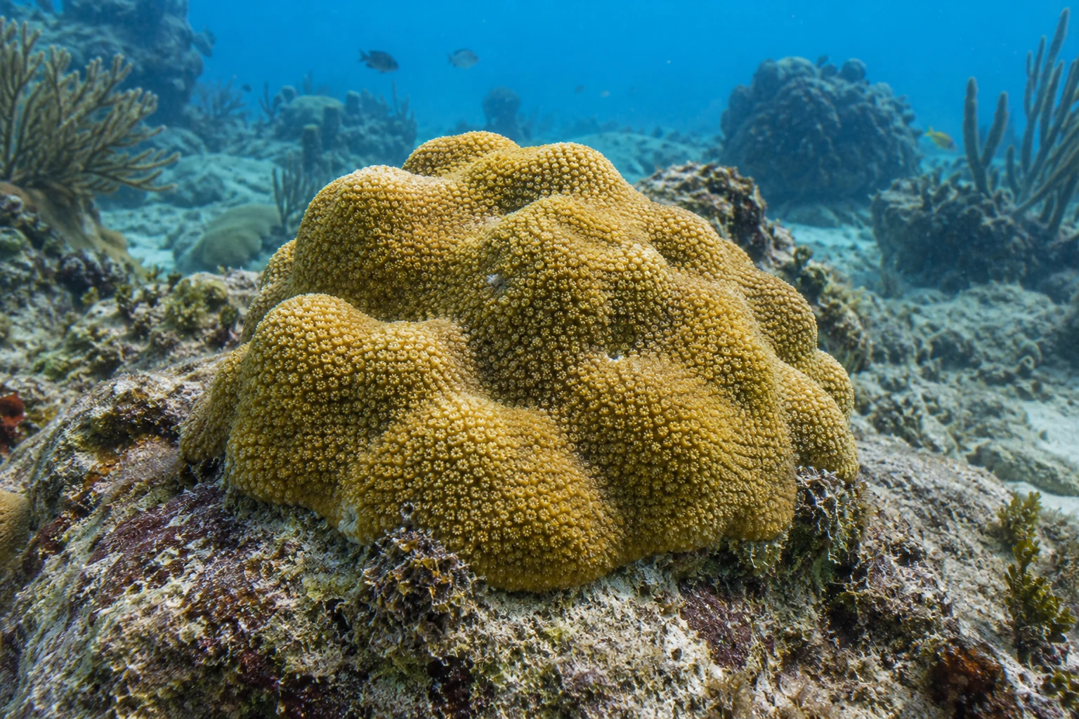 Округлая желтовато-коричневая колония Porites astreoides с мелкими кораллитами на морском камне