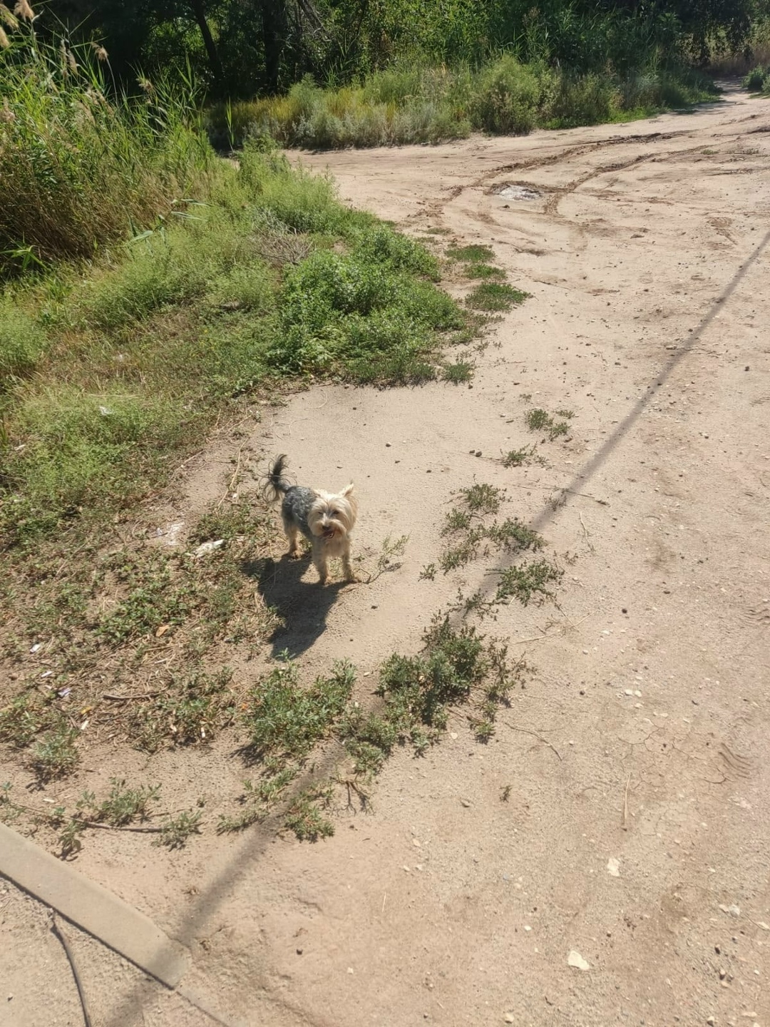 Пропала собака в Волгограде — фото объявления