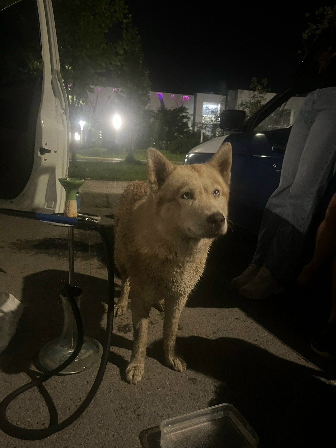 Пропала собака в Волгограде — фото объявления