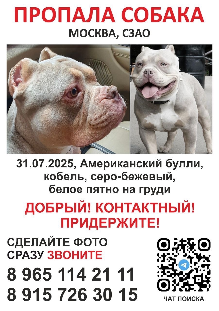 Пропала собака в Балашихе — фото объявления