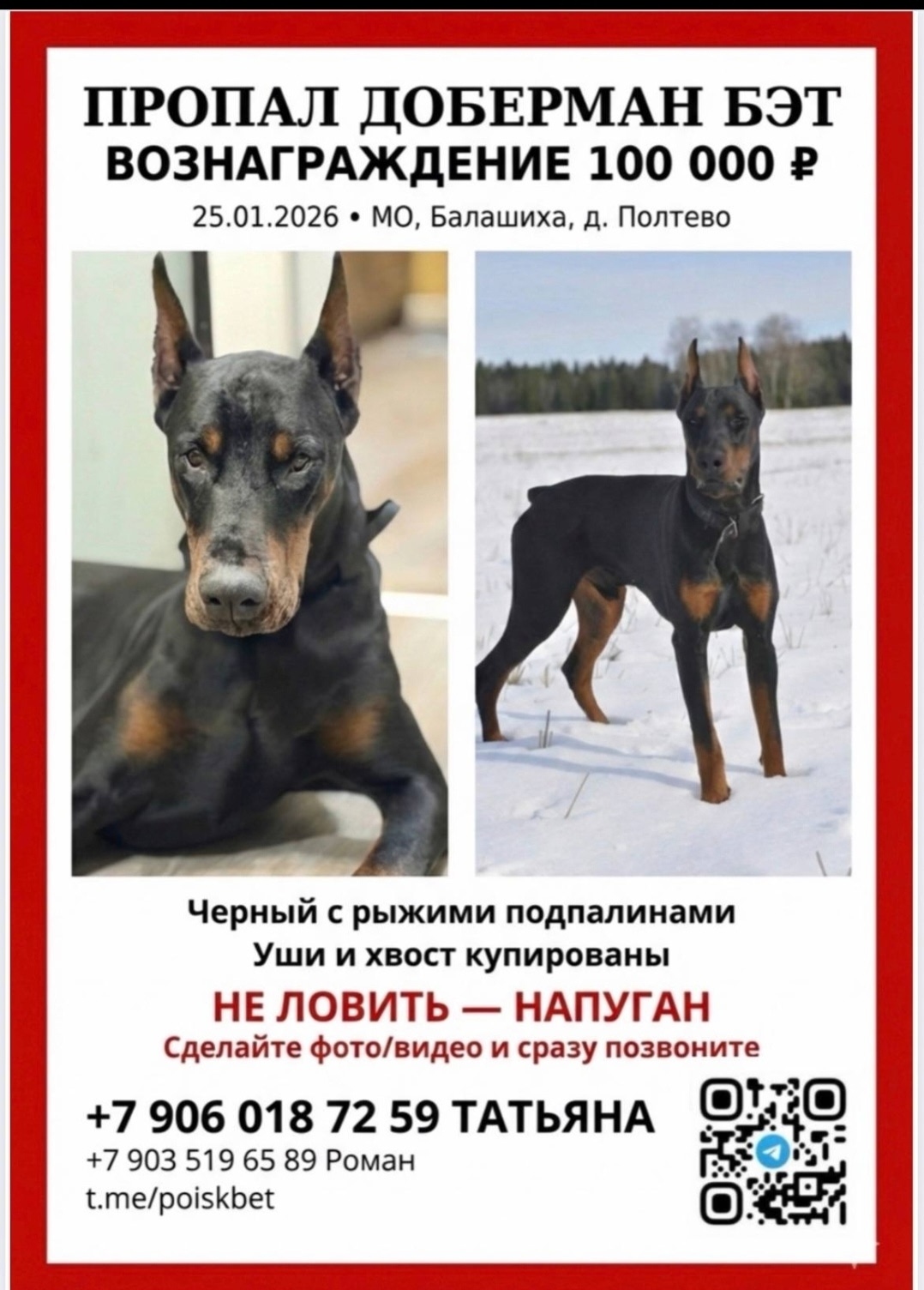 Пропала собака в Люберцах — фото объявления