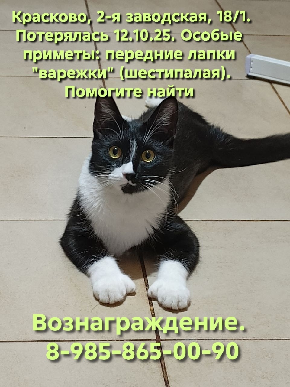Пропала собака в Люберцах — фото объявления