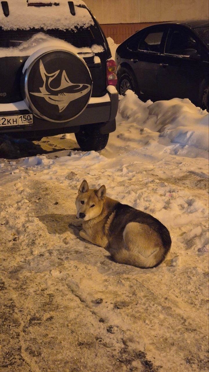 Пропала собака в Красногорске — фото объявления