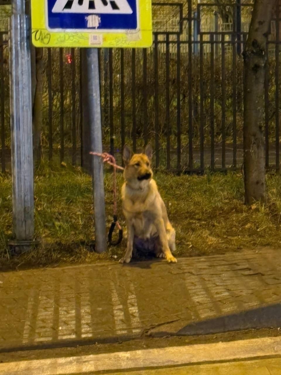 Пропала собака в Красногорске — фото объявления