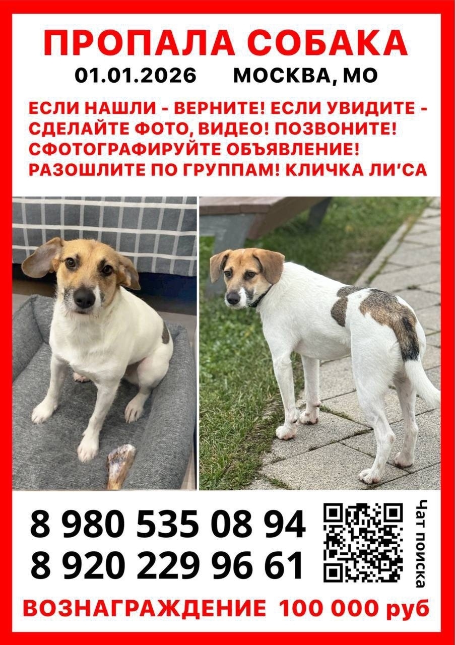 Пропала собака в Электростали — фото объявления