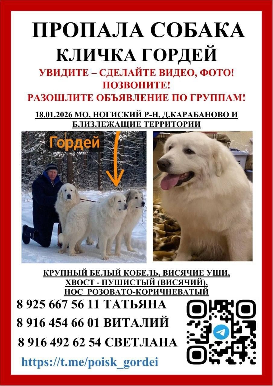 Пропала собака в Электростали — фото объявления