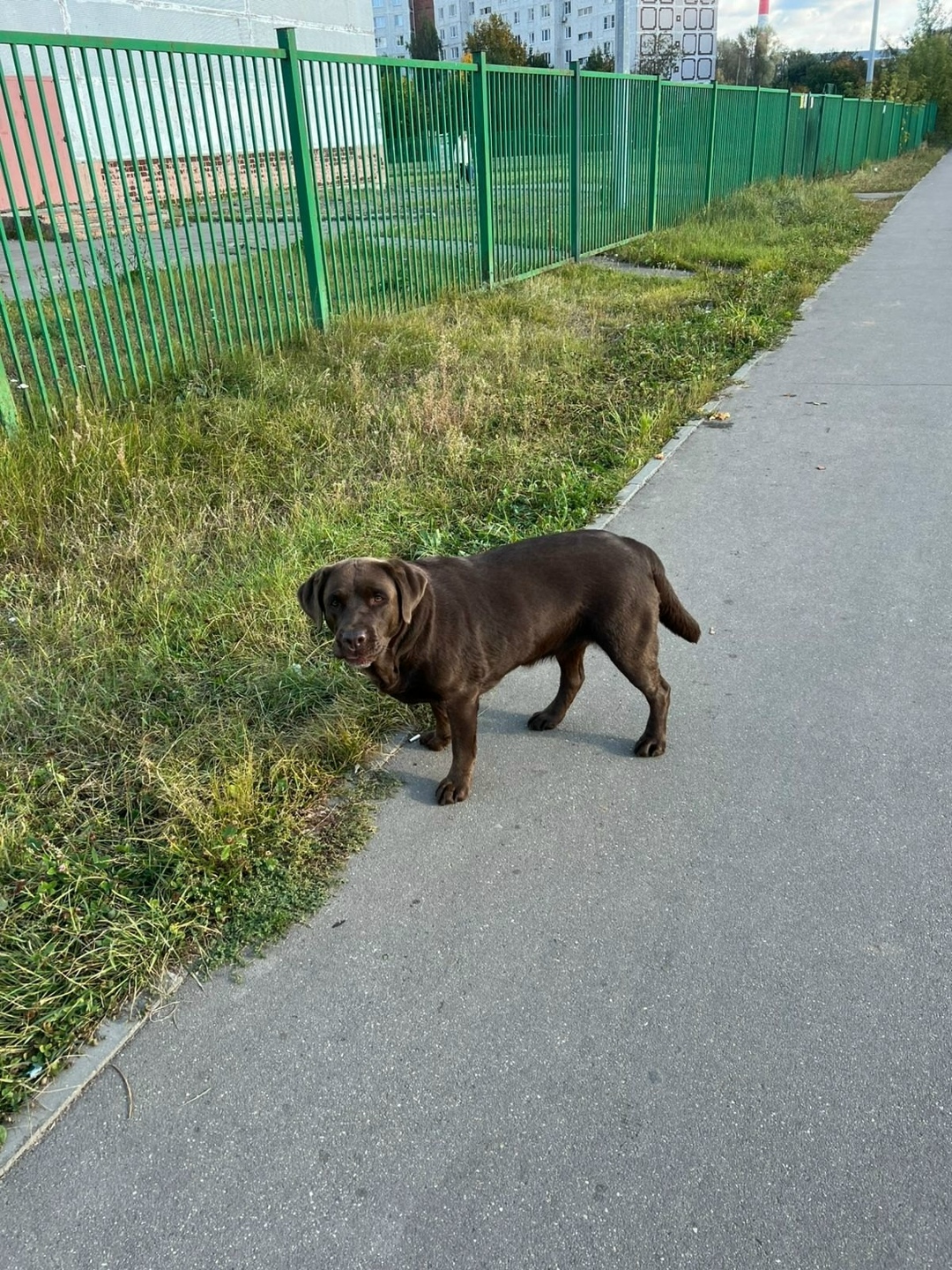 Пропала собака в Электростали — фото объявления