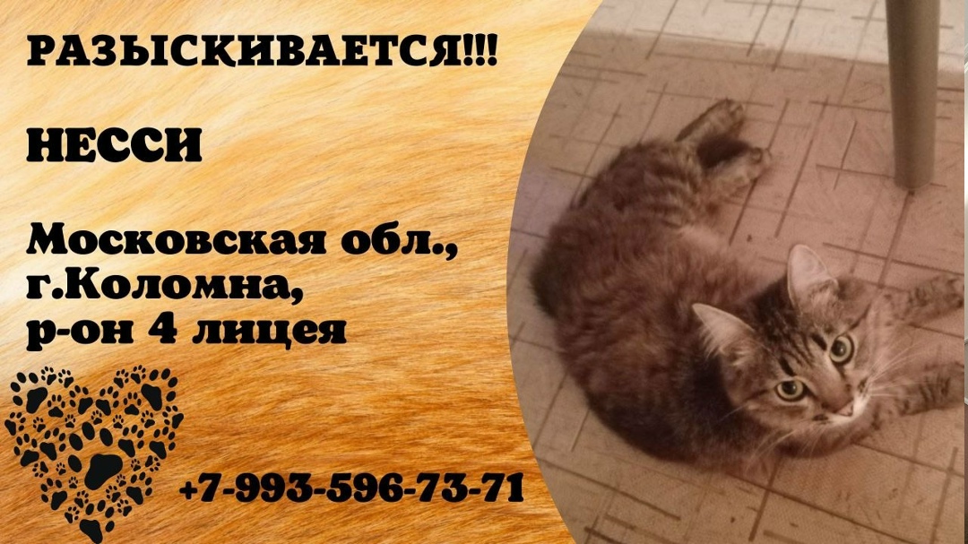 Пропала кошка в Электростали — фото объявления