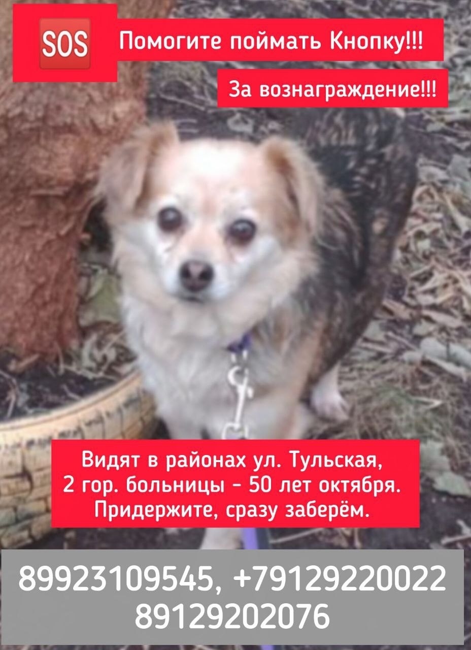 Найдена собака в Тюмени — фото объявления
