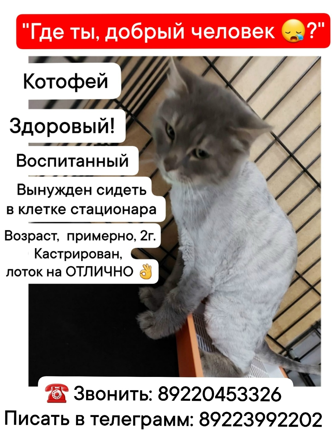 Найдена собака в Тюмени — фото объявления