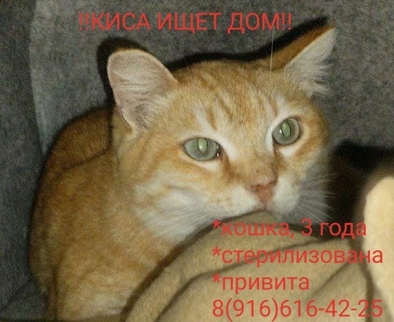Найдена собака в Тюмени — фото объявления
