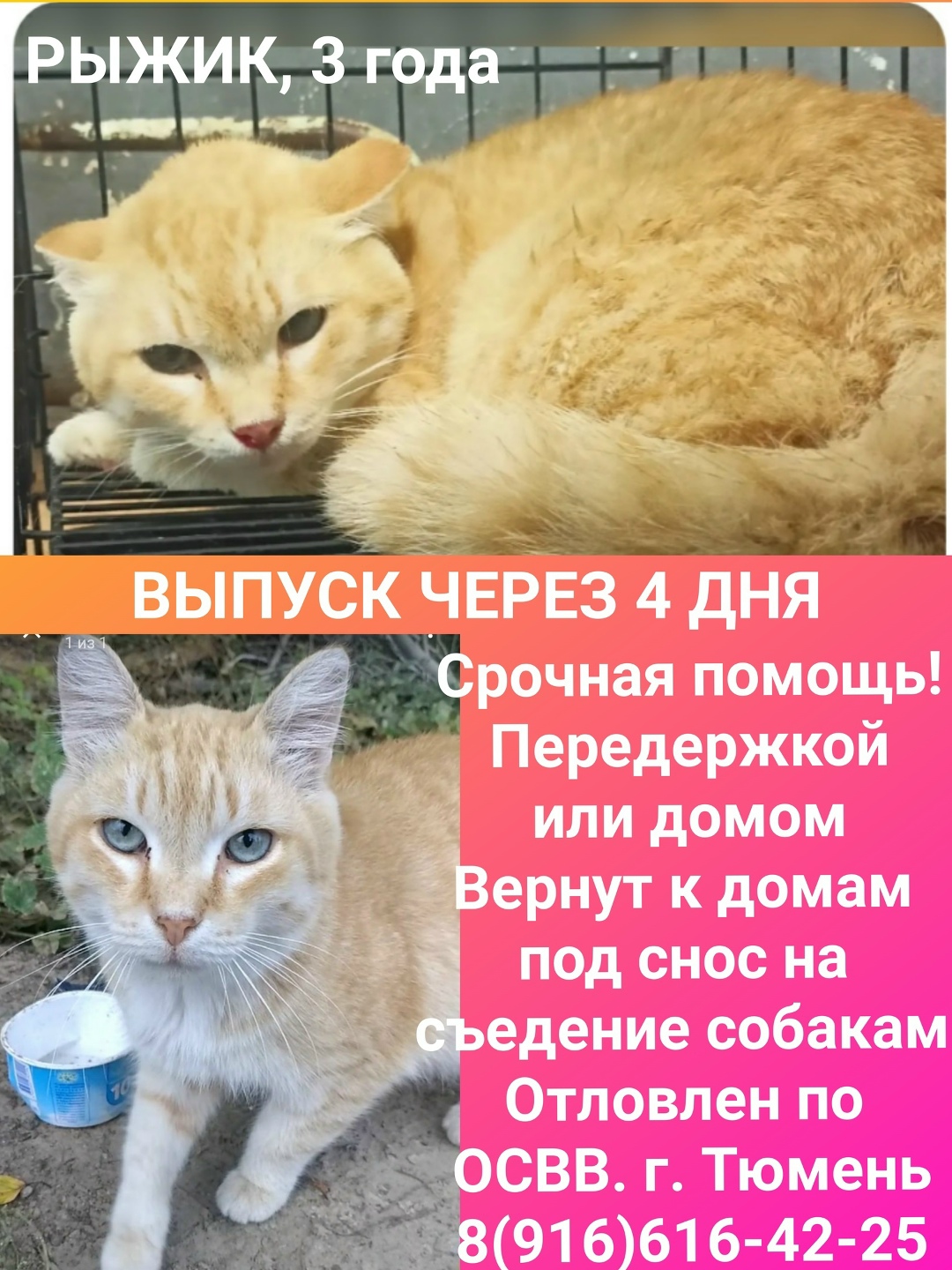Найдена собака в Тюмени — фото объявления