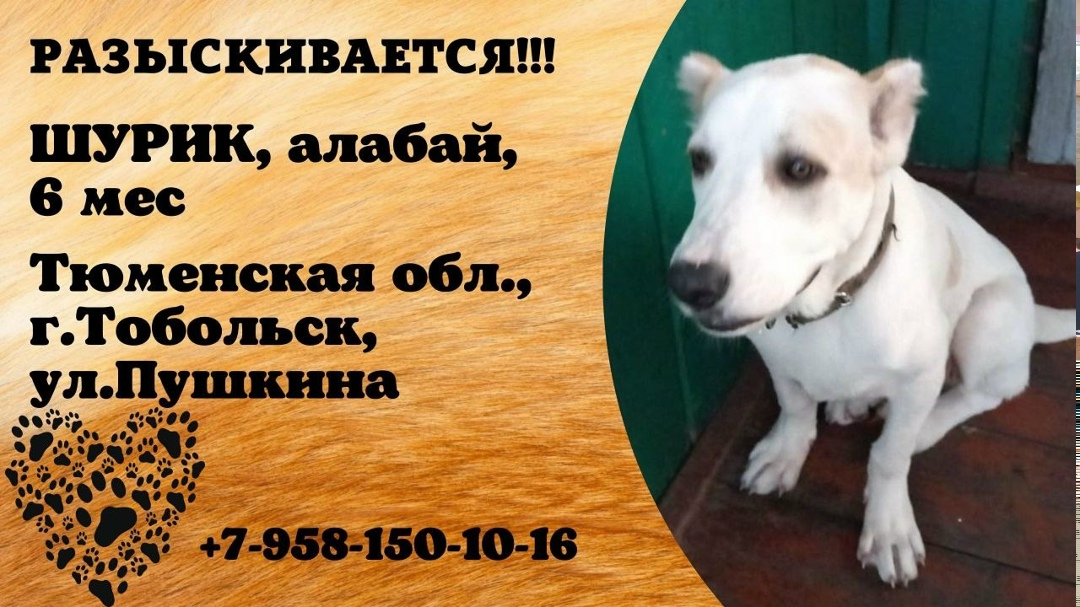 Пропала собака в Тюмени — фото объявления