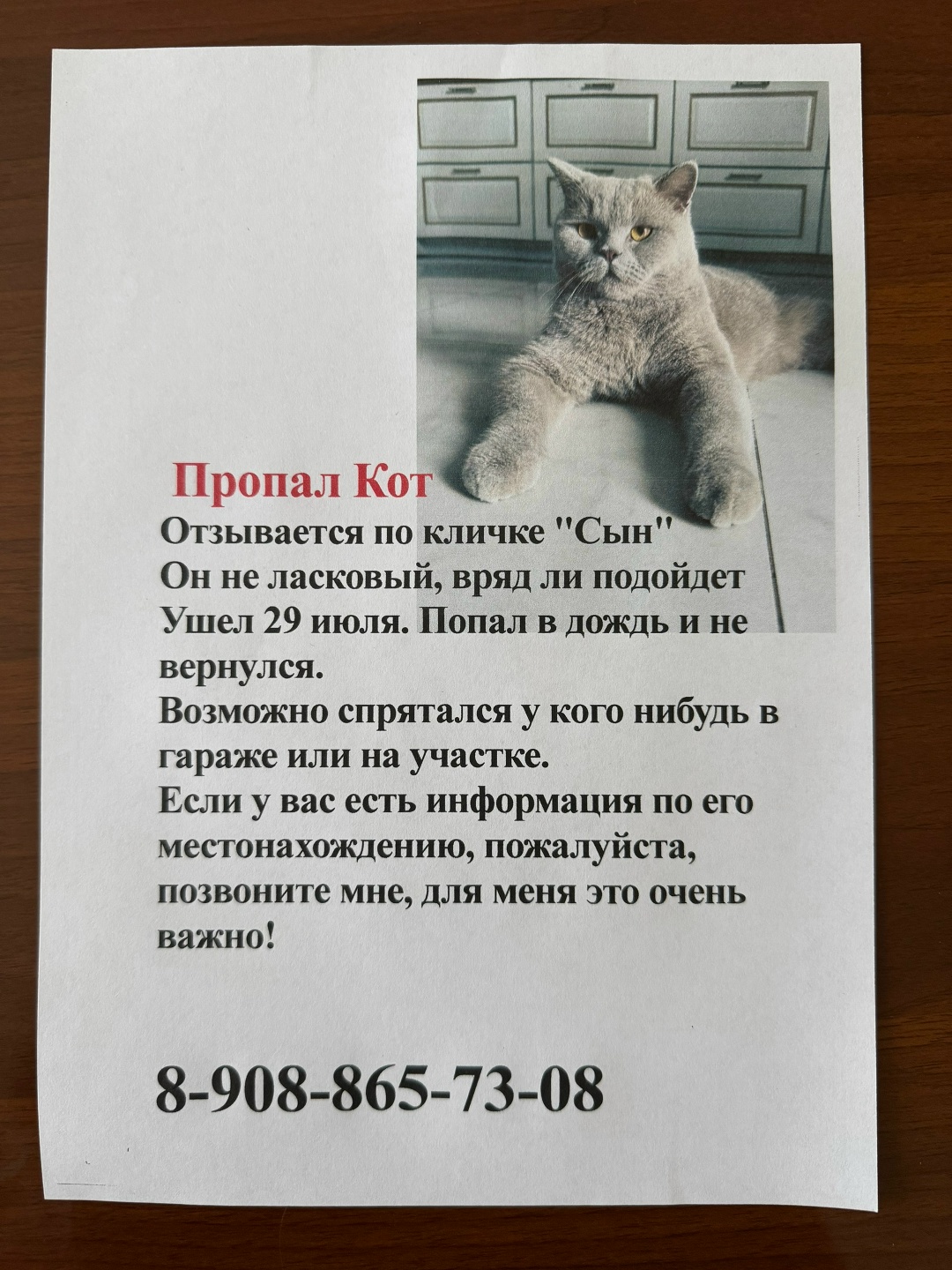 Пропала кошка в Тюмени — фото объявления
