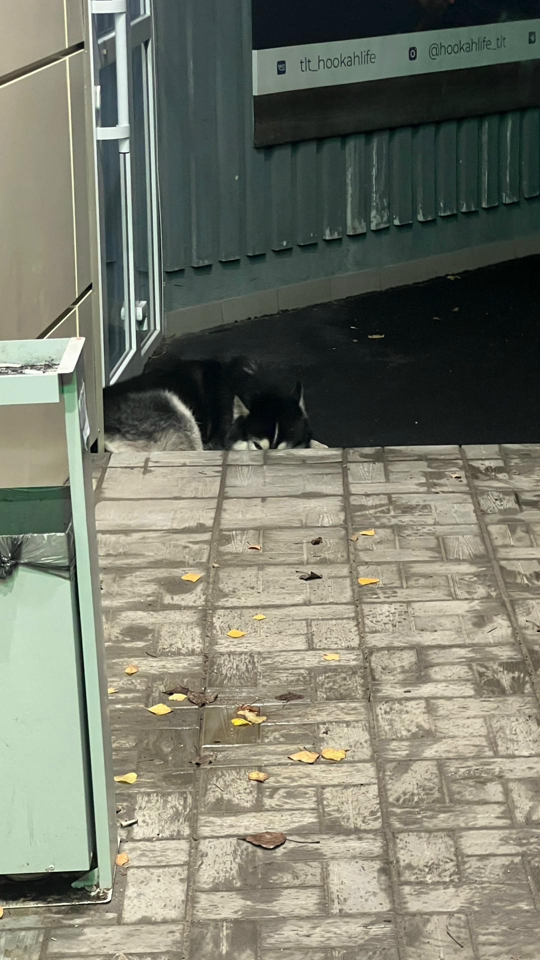 Пропала собака в Тольятти — фото объявления