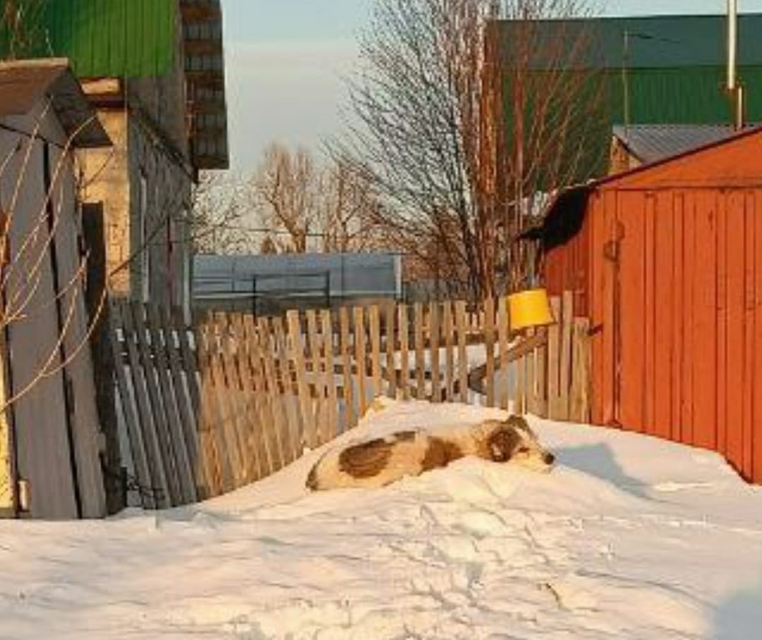 Найдена собака в Барнауле — фото объявления