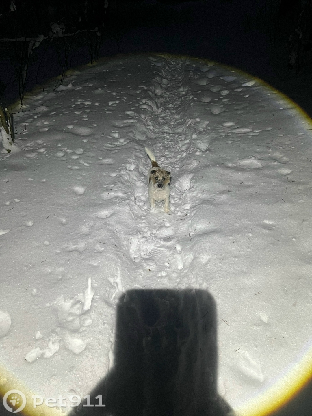 Пропала собака в Ижевске — фото объявления