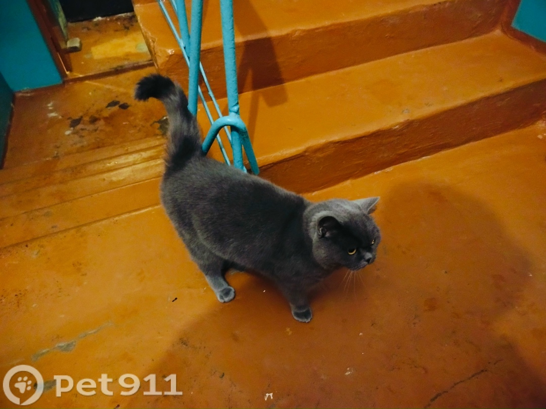 Найдена кошка в Ижевске — фото объявления