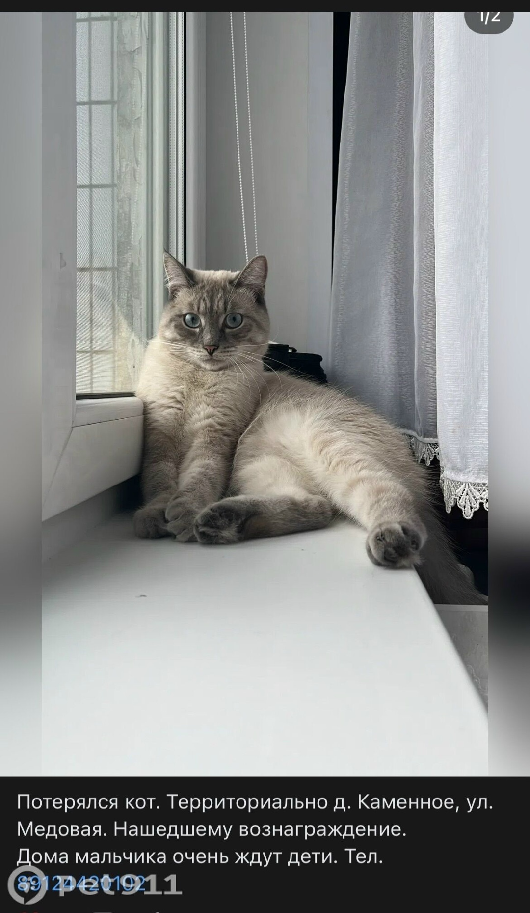 Пропала кошка в Ижевске — фото объявления