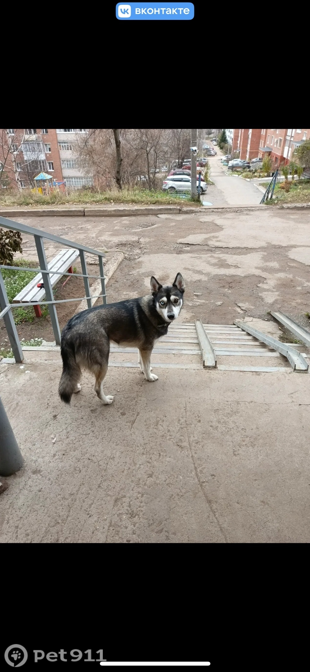 Пропала собака в Ижевске — фото объявления