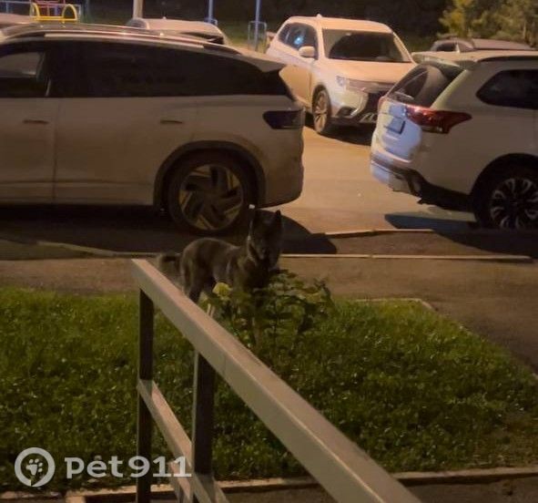 Найдена собака в Ижевске — фото объявления