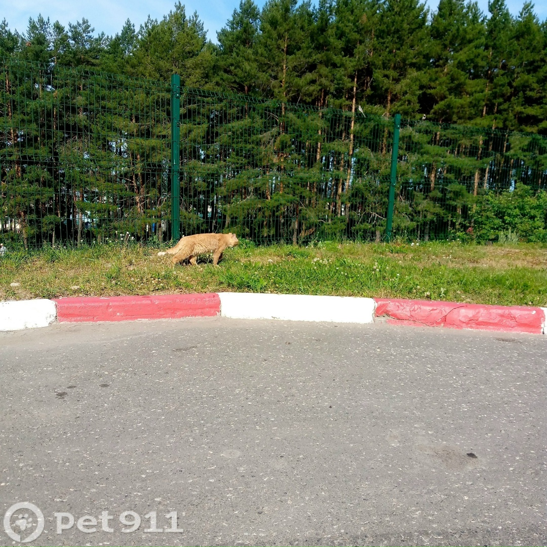Найдена кошка в Ижевске — фото объявления