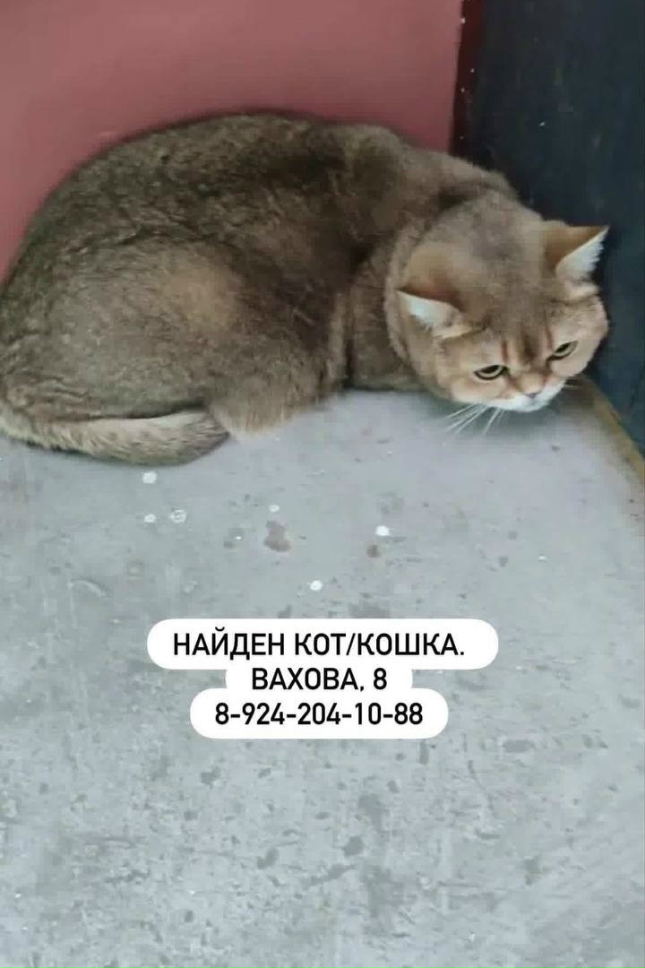 Найдена кошка в Хабаровске — фото объявления