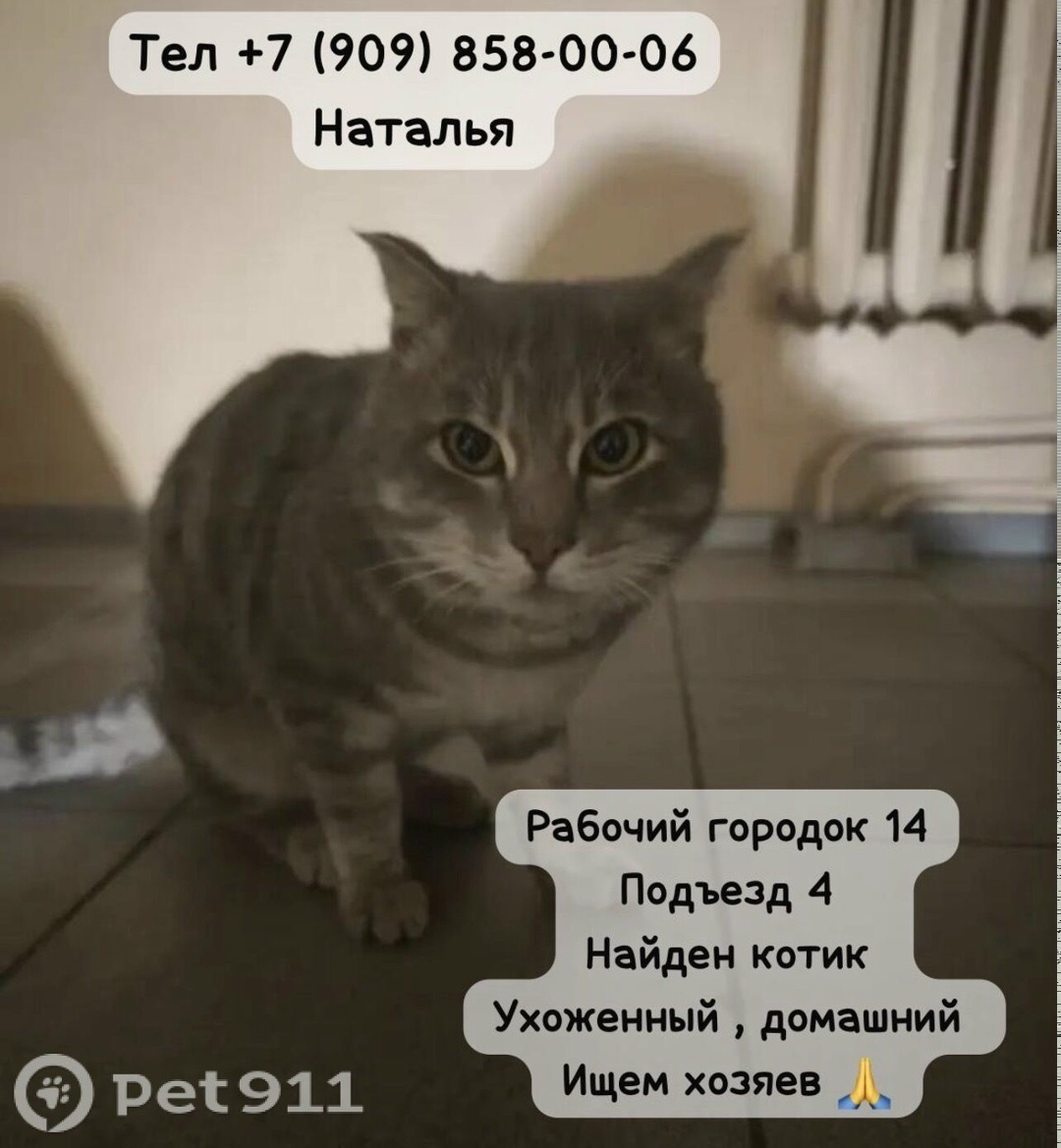 Найдена кошка в Хабаровске — фото объявления