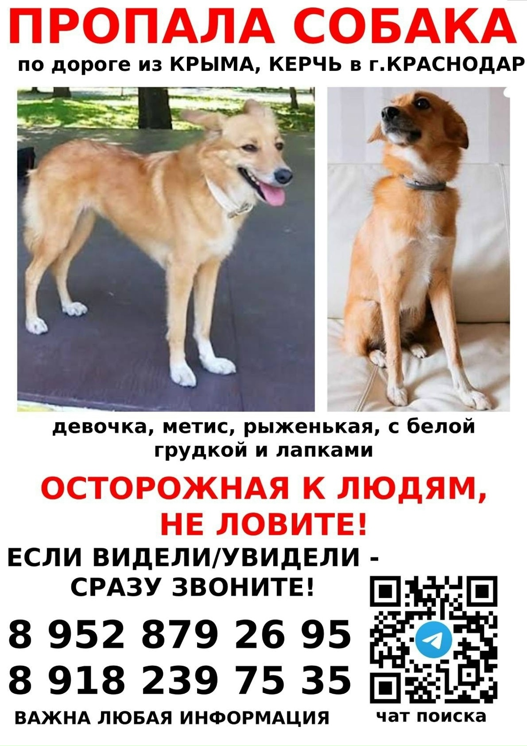 Найдена собака в Хабаровске — фото объявления
