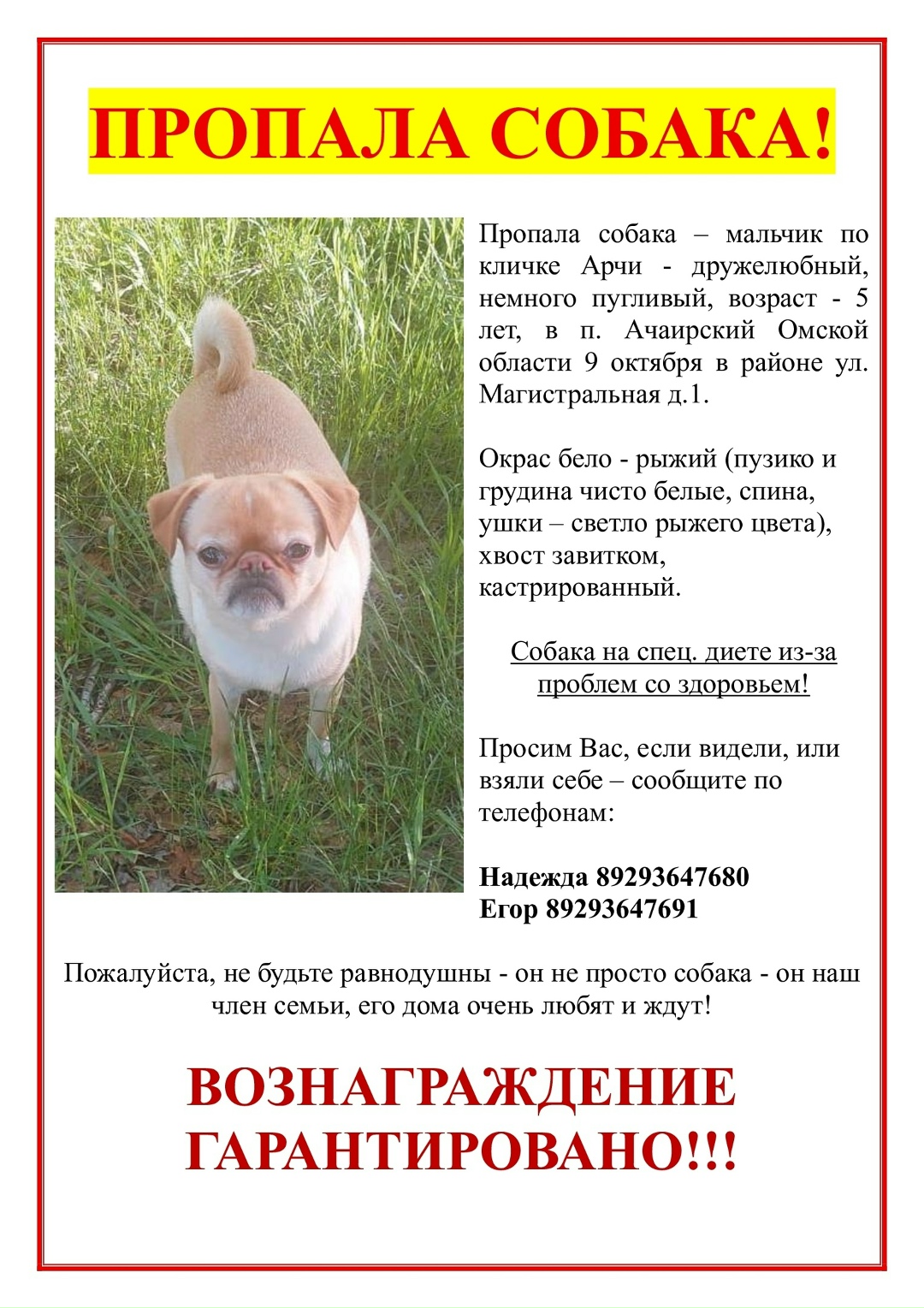 Найдена собака в Хабаровске — фото объявления