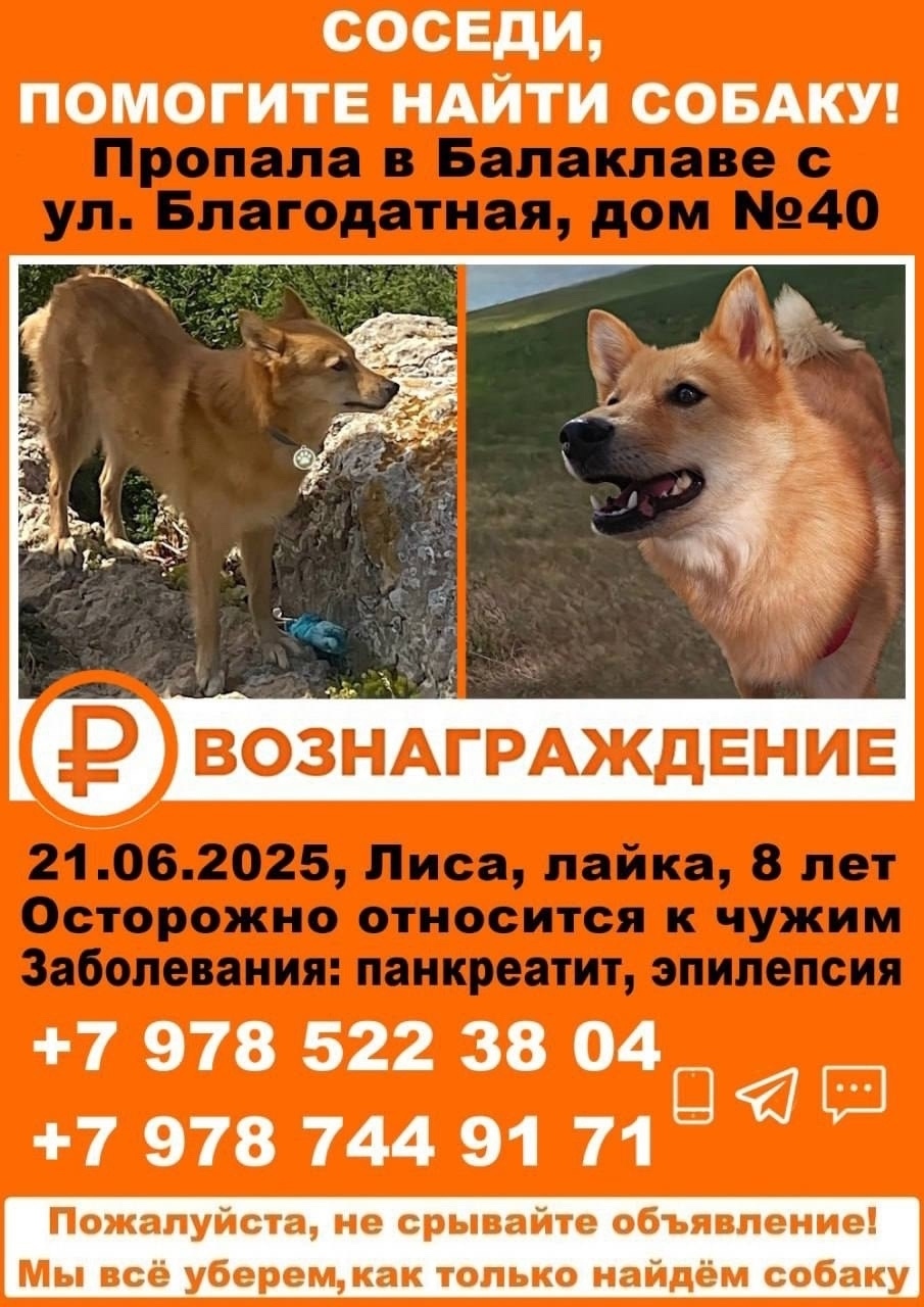Найдена собака в Хабаровске — фото объявления