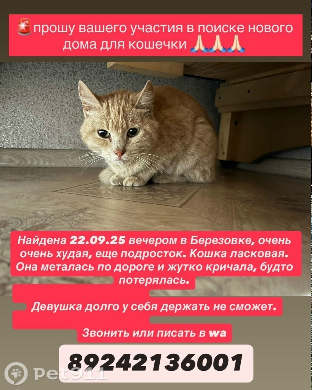 Найдена кошка в Хабаровске — фото объявления