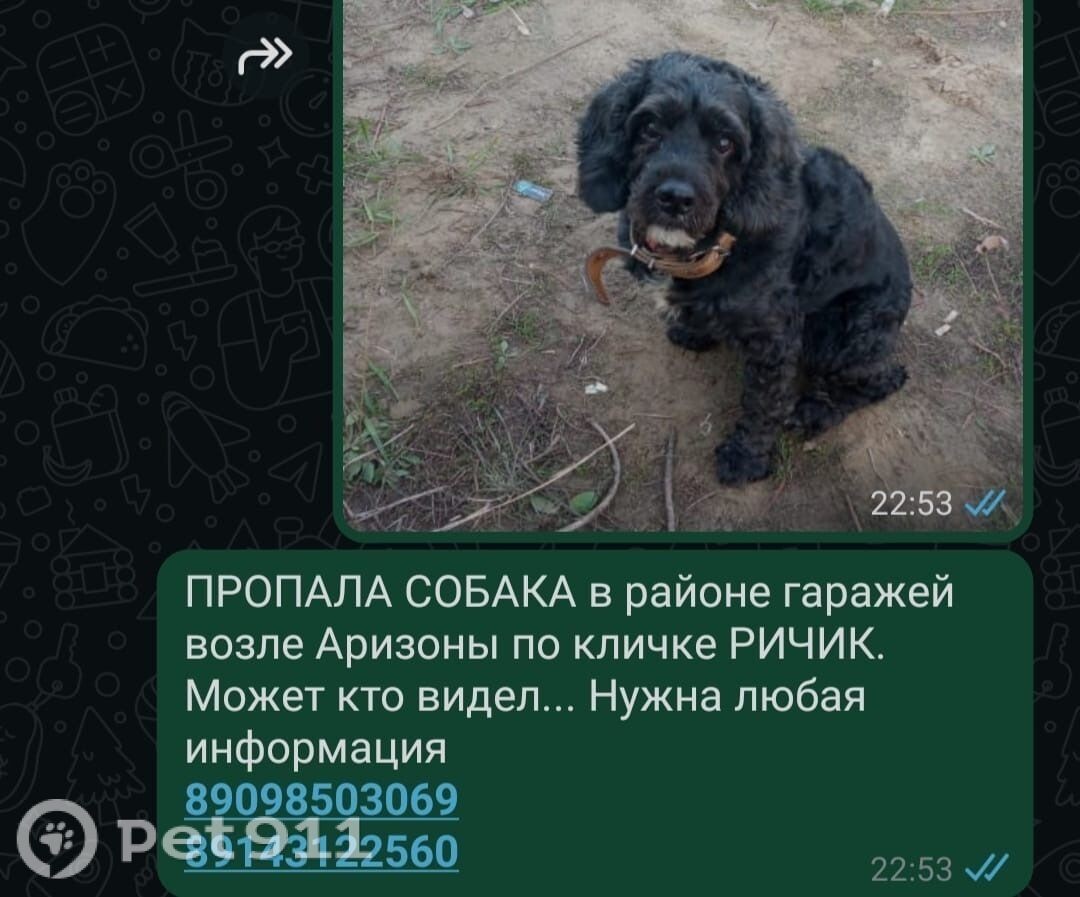 Пропала собака в Хабаровске — фото объявления