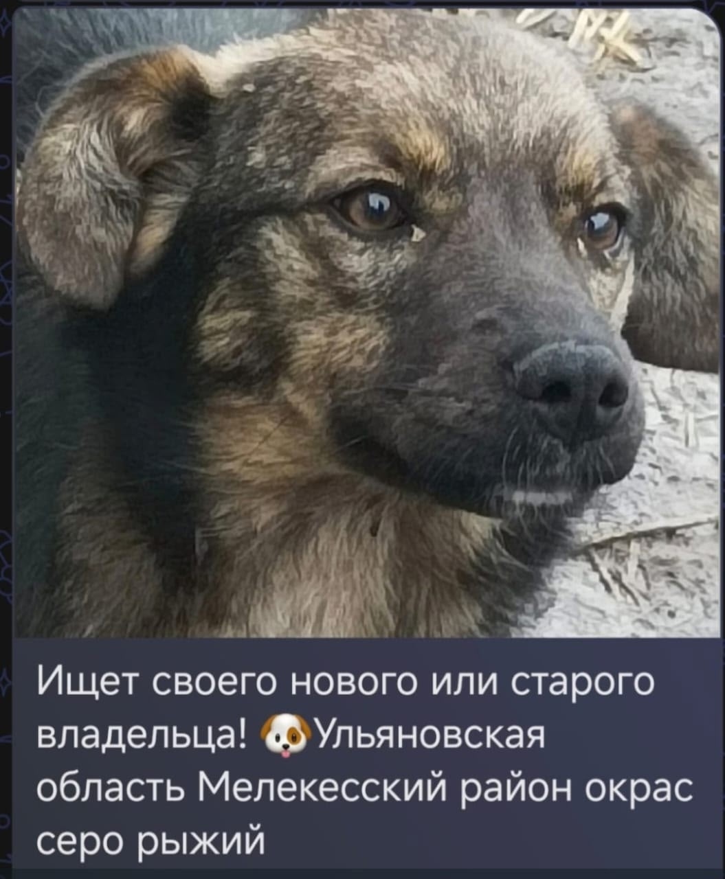 Найдена собака в Ульяновске — фото объявления