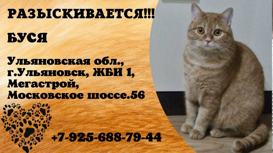 Найдена кошка в Ульяновске — фото объявления