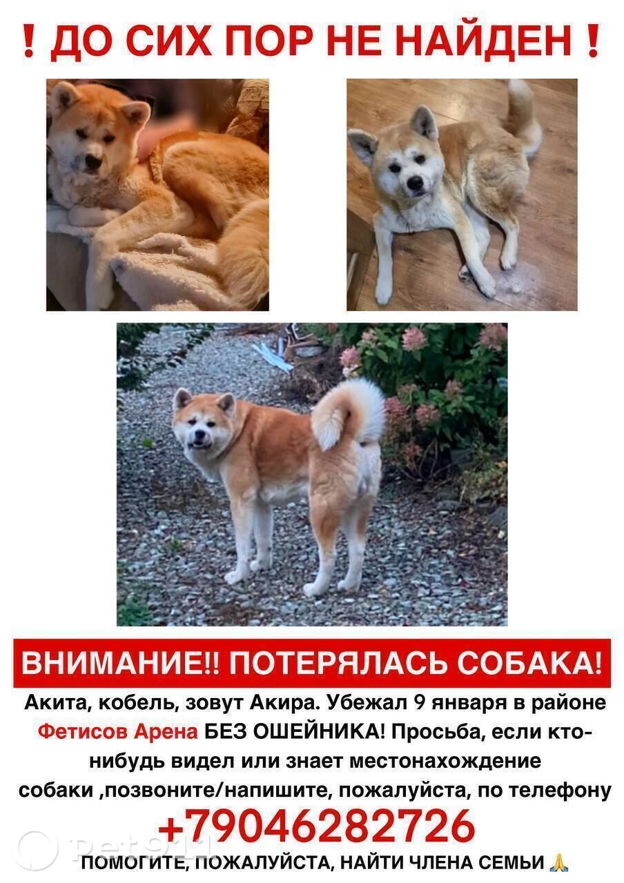 Пропала собака в Владивостоке — фото объявления