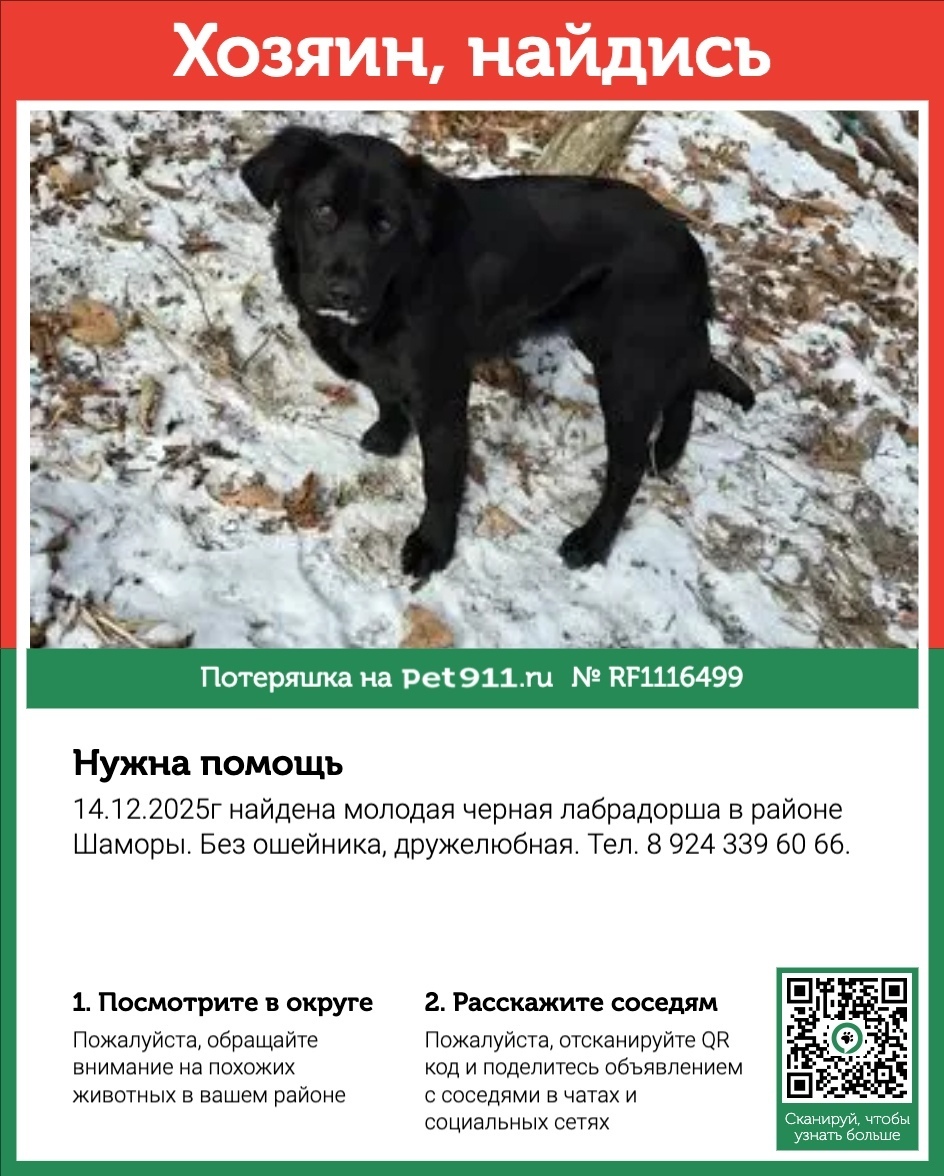 Найдена собака в Владивостоке — фото объявления