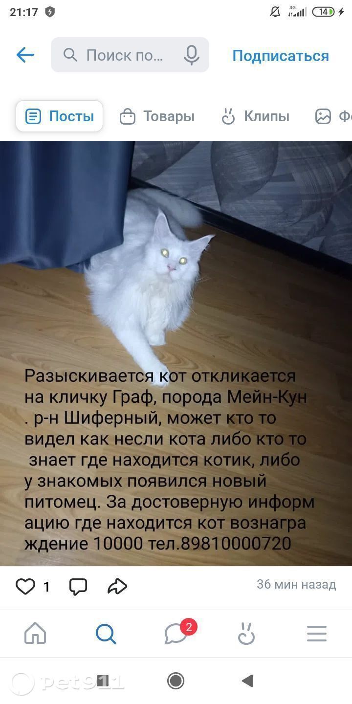Пропала кошка в Владивостоке — фото объявления