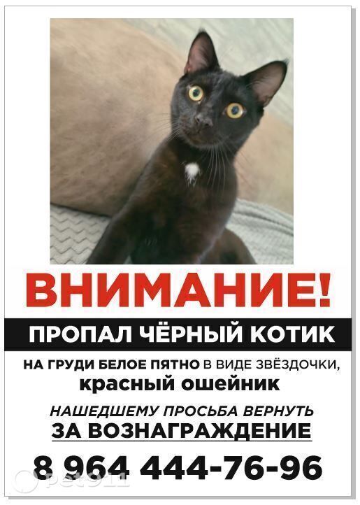 Пропала кошка в Владивостоке — фото объявления