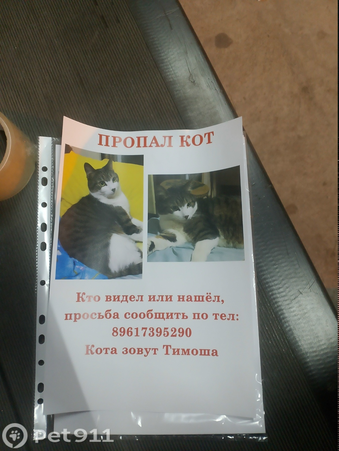 Пропала кошка в Владивостоке — фото объявления