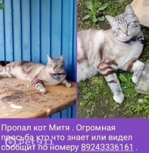 Пропала кошка в Владивостоке — фото объявления