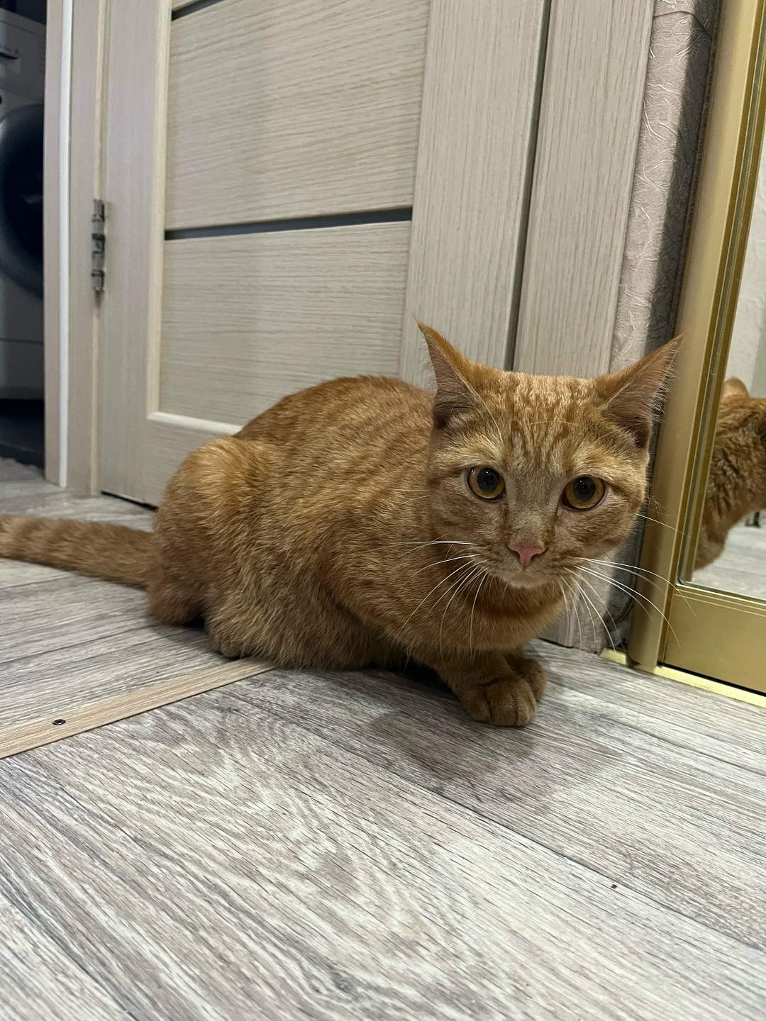 Найдена кошка в Кемерове — фото объявления