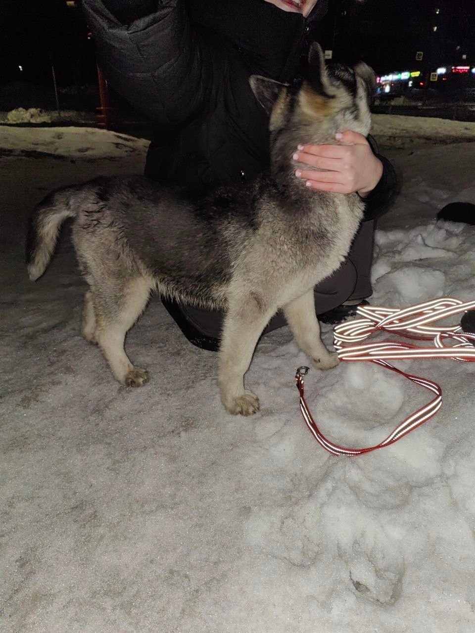Найдена собака в Кемерове — фото объявления