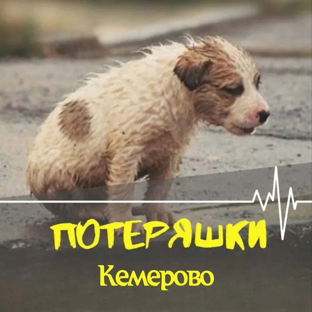 Найдена собака в Кемерове — фото объявления