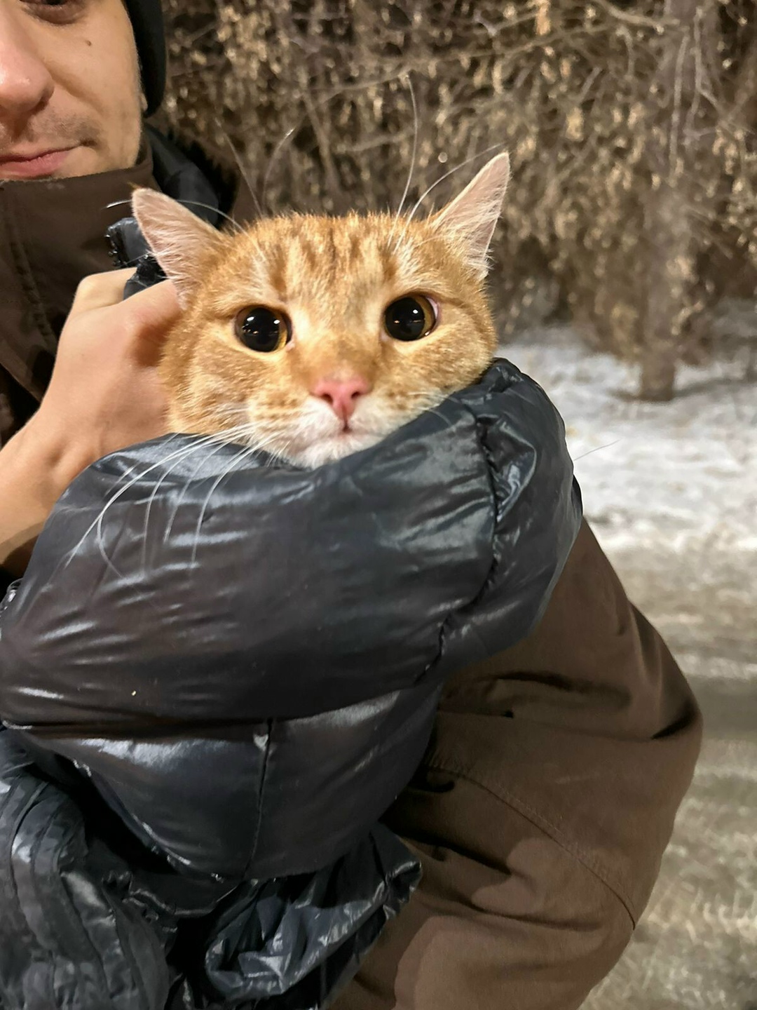 Найдена кошка в Кемерове — фото объявления