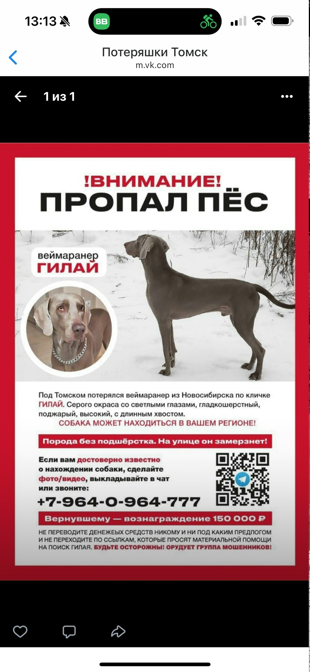 Найдена собака в Томске — фото объявления